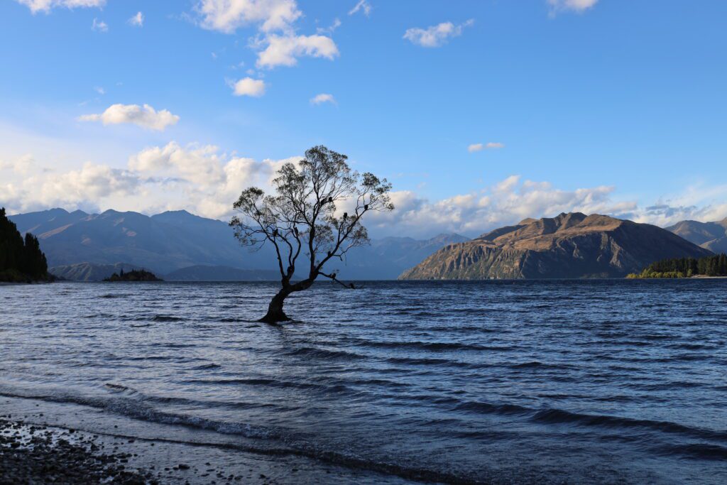 Wanaka Tree