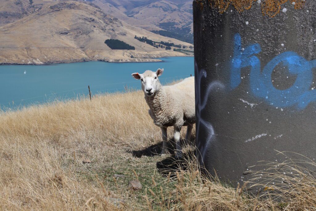 Christchurch Walks Crater Rim