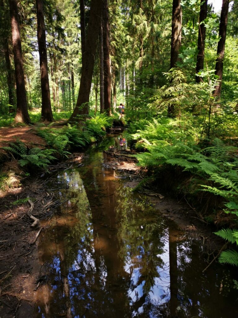 Tharandter Wald