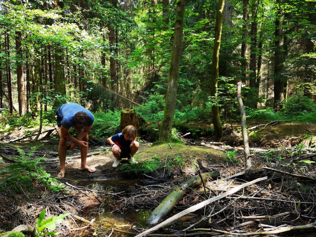 Tharandter Wald Abenteuerpfad