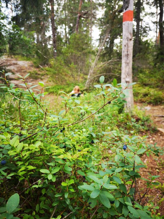 Kräuter sammeln im Wald