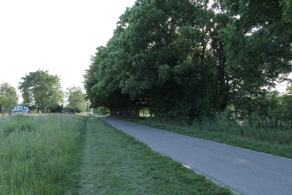 Elberadweg in Dresden