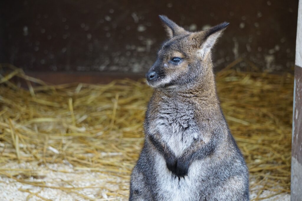 Wallaby