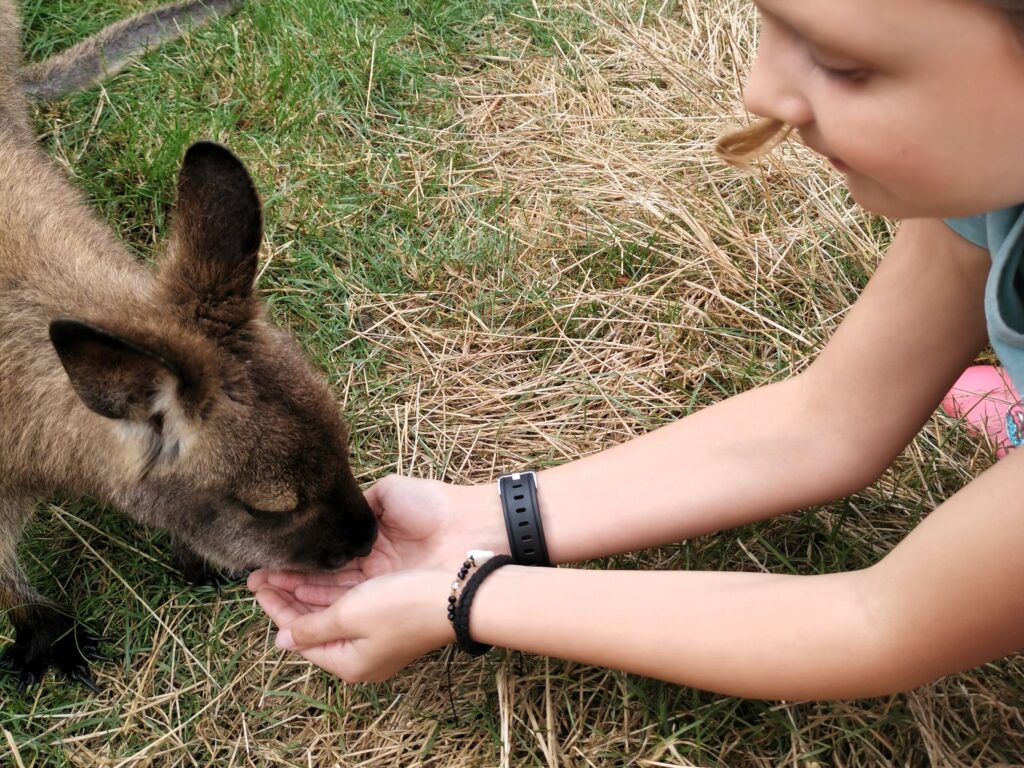 Wallabys Waimate