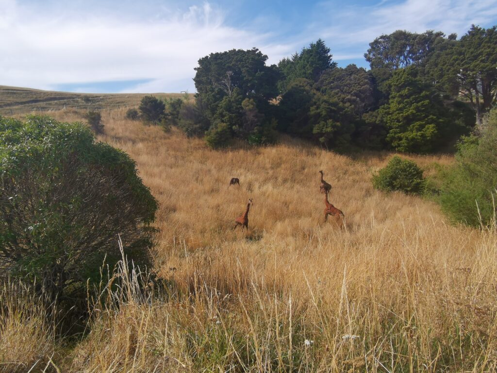 Rhino Walk Akaroa Banks Peninsula