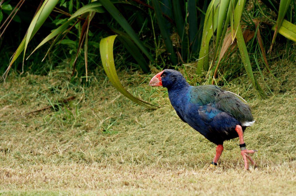 Tagesausflug ab Auckland